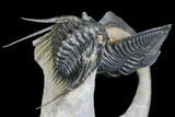 Zlichovaspis Trilobite & Large Leonaspis With Flying Spines #146698-3